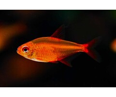 Hyphessobrycon sp. "Red Cherry" - Muzel Red Cherry Tetra