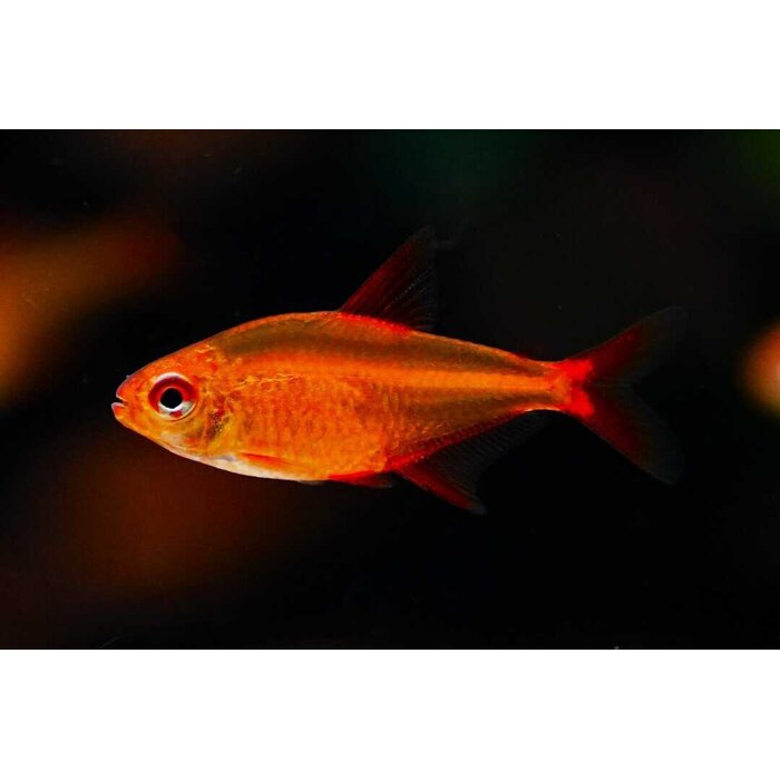 Hyphessobrycon sp. "Red Cherry" - Muzel Red Cherry Tetra