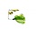 Spinnerbait 17 gram
