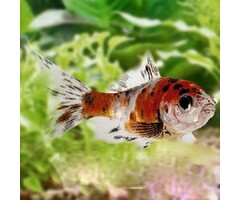 Carassius Auratus - Shubunkin 4-6 cm