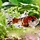 Carassius Auratus - Shubunkin 4-6 cm