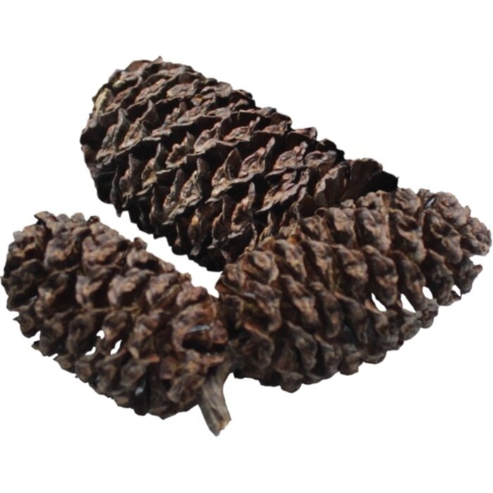 Dennerle Black Cones 40 gram Voor 1200 Liter