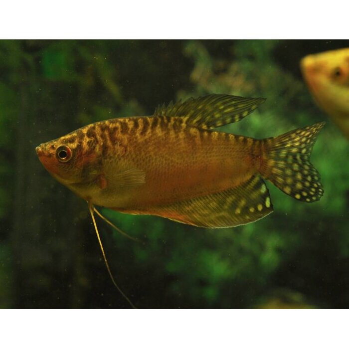 Trichogaster Trichopterus Gold - Goud Gourami XL