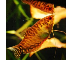Trichogaster Trichopterus Gold - Goud Gourami XL