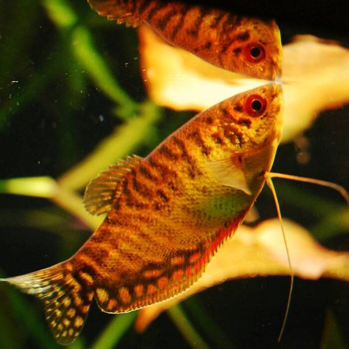 Trichogaster Trichopterus Gold - Goud Gourami XL