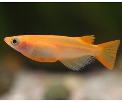 Oryzias Latipes - Medaka / Japanse Rijstvis Mix