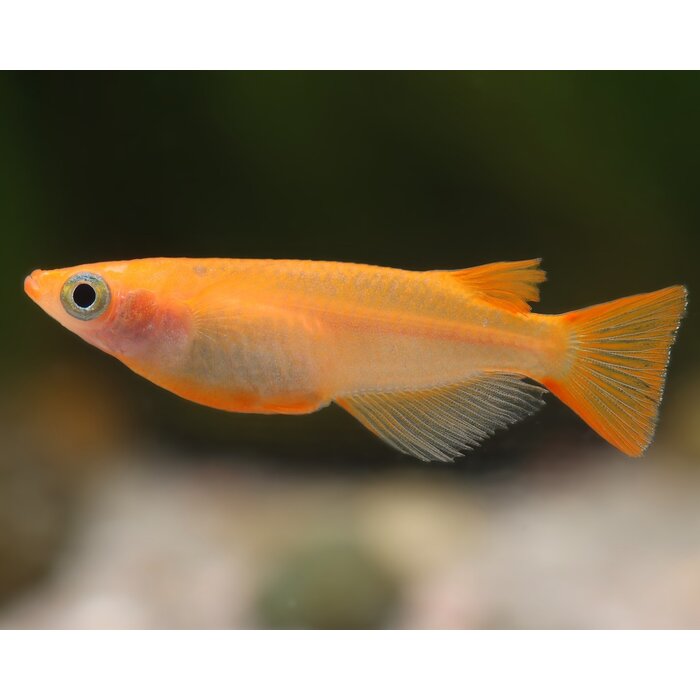 Oryzias Latipes - Medaka / Japanse Rijstvis Mix
