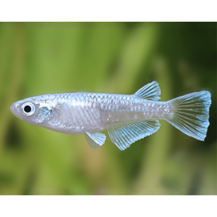 Oryzias Latipes - Medaka / Japanse Rijstvis Mix
