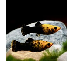 Poecilia Sphenops - Molly Panda Gold/Black