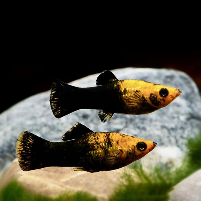 Poecilia Sphenops - Molly Panda Gold/Black
