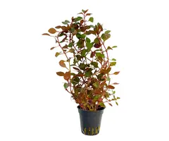 Aquaflora Ludwigia sp. 'Mini Super Red' - Pot (Midden/Achtergrond)
