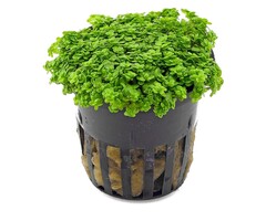 Aquaflora Hemianthus callitrichoides - Pot (Voorgrond)