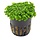Hemianthus callitrichoides - Pot (Voorgrond)