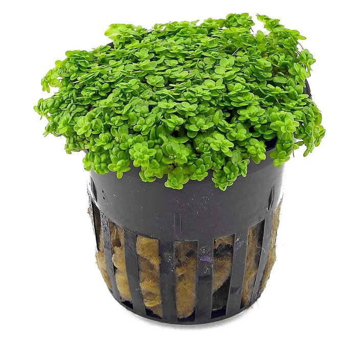 Aquaflora Hemianthus callitrichoides - Pot (Voorgrond)