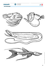manuell Unterrichtsmaterial Tiefseeangler/Zyklus 2/als digitales Produkt