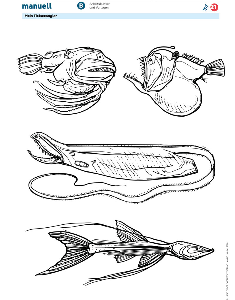 manuell Unterrichtsmaterial Tiefseeangler/Zyklus 2/als digitales Produkt