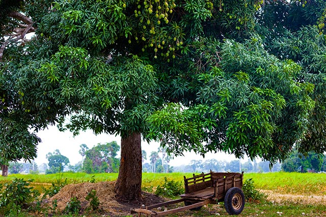 Mango tree