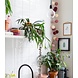 COTTON BALL LIGHTS Regular Lichtslinger - Rosegarden + Adapter COTTON BALL LIGHTS Regular Lichtslinger - Rosegarden + Adapter