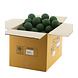 COTTON BALL LIGHTS Green COTTON BALL LIGHTS Green