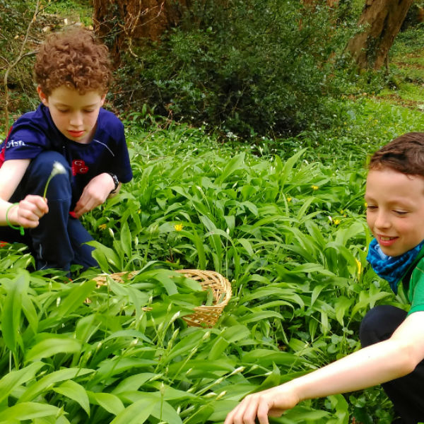 Gathering wild garlic for pesto