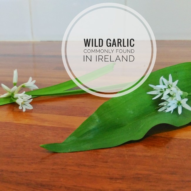 Wild garlic commonly found in Ireland