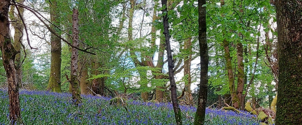 Bluebells at Trooperstown