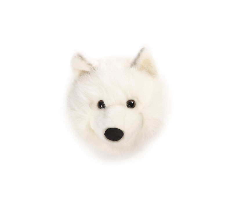 Trophy white wolf Lucy