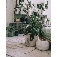 Tapijt Monstera Natural