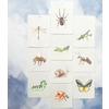 In A Flash Card In A Flashcard miniset Creepie crawlies