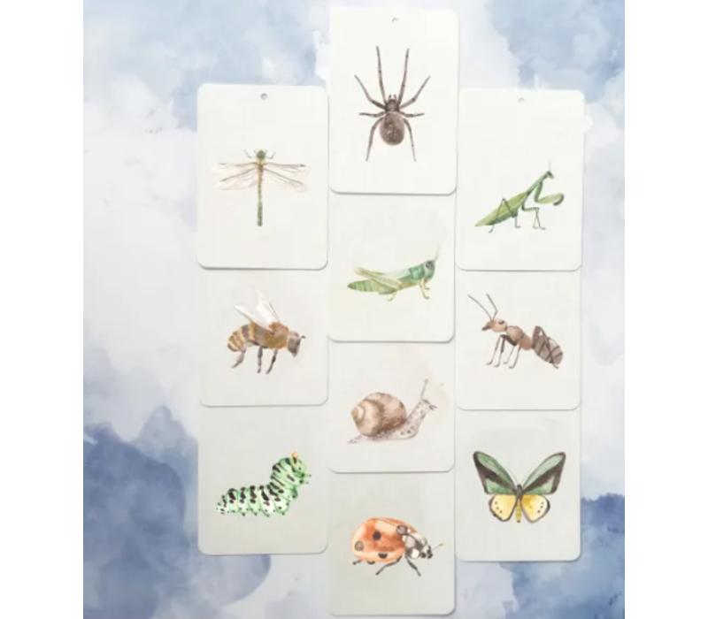 In A Flashcard miniset Creepie crawlies