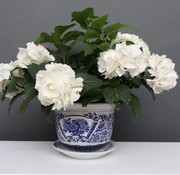 Yajutang Flowerpot blue-white with peony Ø 24cm