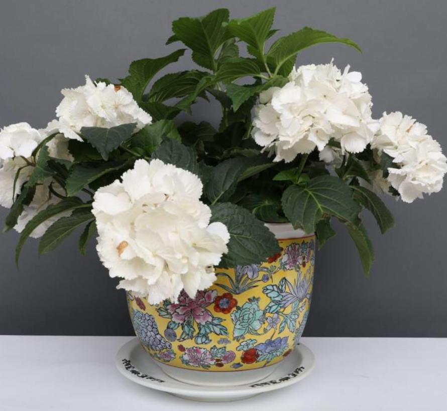 Yajutang China Porzellan Blumentopf Gr/ün mit bunten Blumen /Ø 49cm /…