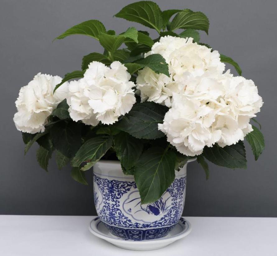China Porzellan Blumentopf Blau-Weiß mit Vier Blumen Ø 20cm