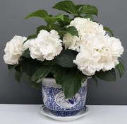Yajutang Blumentopf Blau-Weiß mit Vier Blumen Ø28