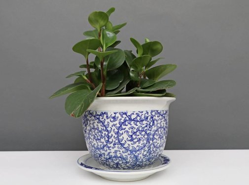 Yajutang Flowerpot Blue-White & Snail Leaf Ø20