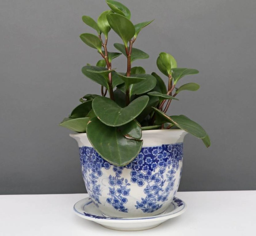 China porcelain flowerpot blue-white with butterfly Ø 24cm