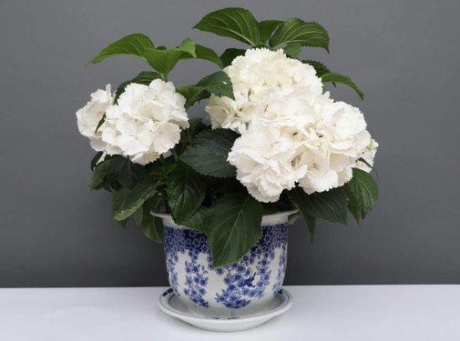 Yajutang Flowerpot Blue-White & Butterfly Ø28