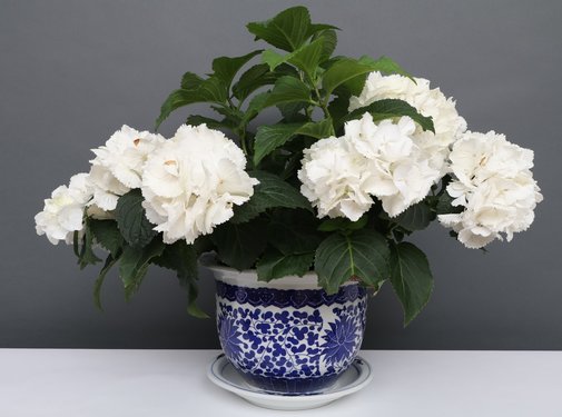 Yajutang Flowerpot Blue-White lotus flowers Ø28