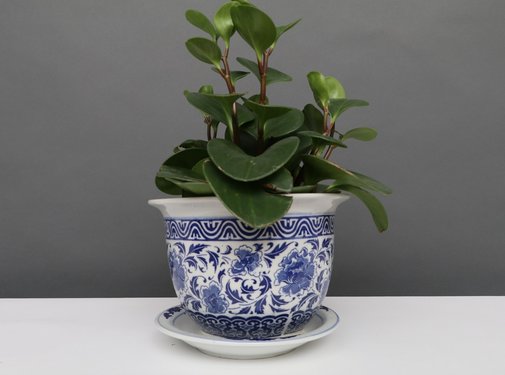 Yajutang Flowerpot Blue-White Carnation flowers Ø17
