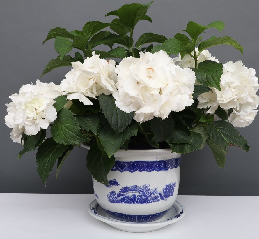 China Porzellan Blumentopf Blau-Weiß mit Landschaft Ø 24cm