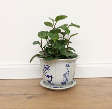 Yajutang Topf Pflaume Orchidee Bambus Chrysanthem Ø17