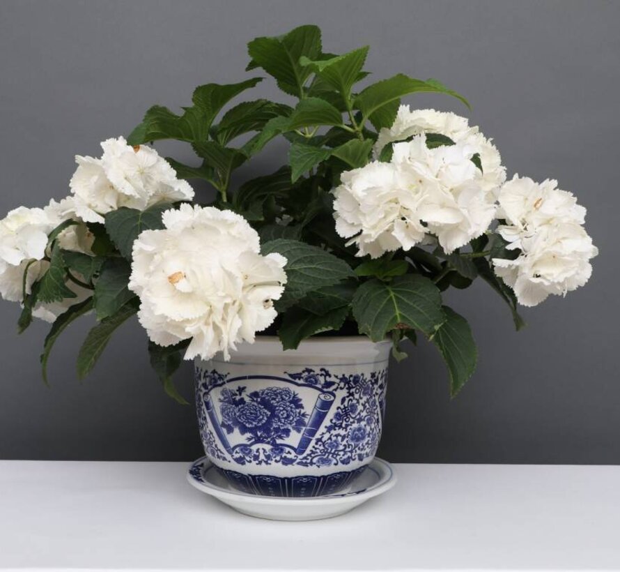 China Porzellan Blumentopf Blau-Weiß mit Pfingstrose Ø 20
