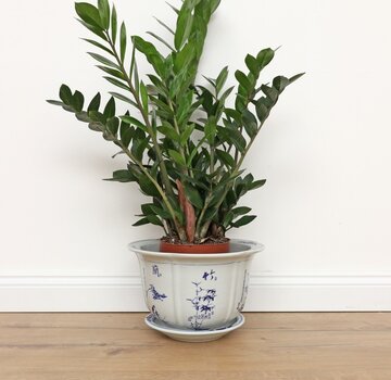 Yajutang Pot plum orchid bamboo chrysanthemum Ø23