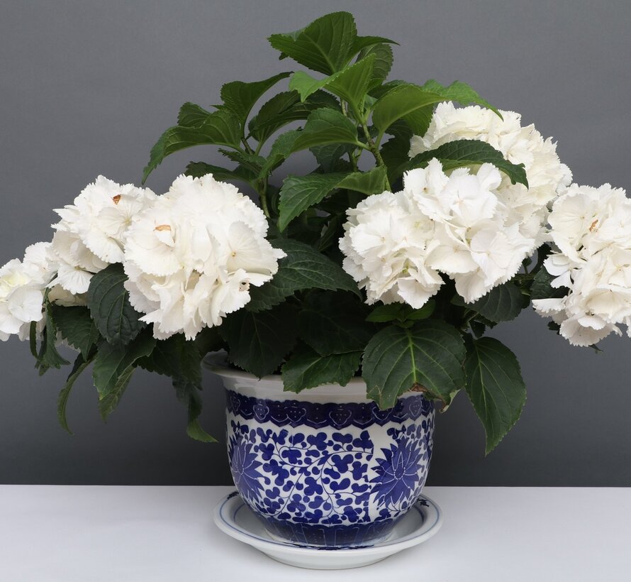 China Porzellan Blumentopf Blau-Weiß mit Lotusblumen Ø 33