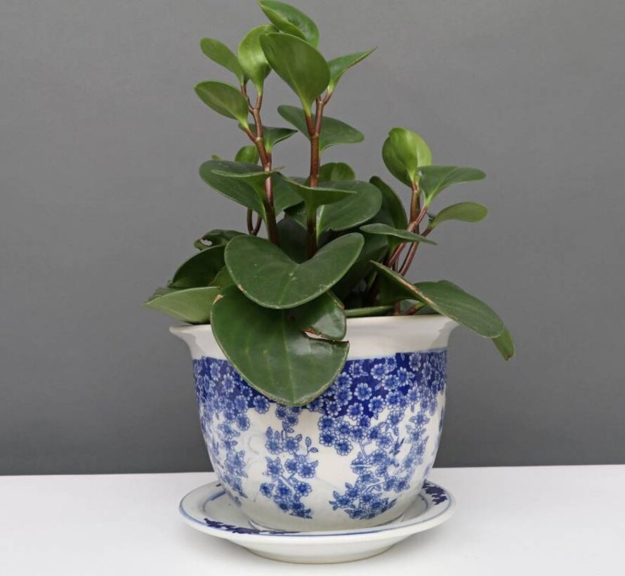 China porcelain flowerpot blue-white with butterfly Ø 33cm