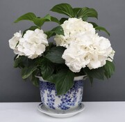 Yajutang Flowerpot Blue-White & Butterfly Ø33