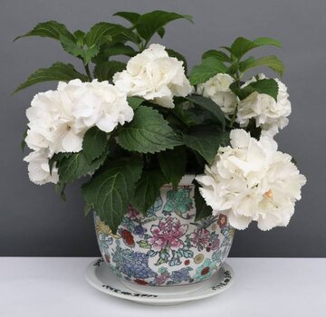 Yajutang Flowerpot white & colorful flowers Ø 22