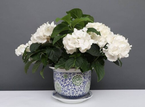 Yajutang Blumentopf Blau-Weiß & grünen Blumen Ø22