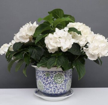 Yajutang Flowerpot Blue-White & Green Flowers Ø19