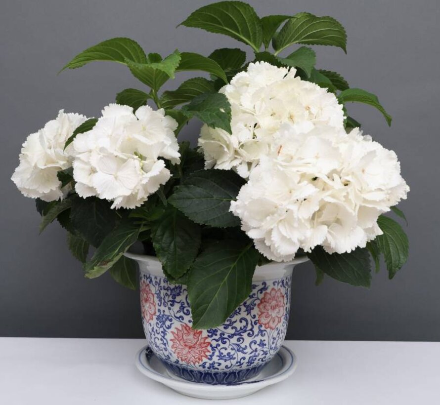 China Porcelain Flowerpot Blue-White with red Flowers Ø26